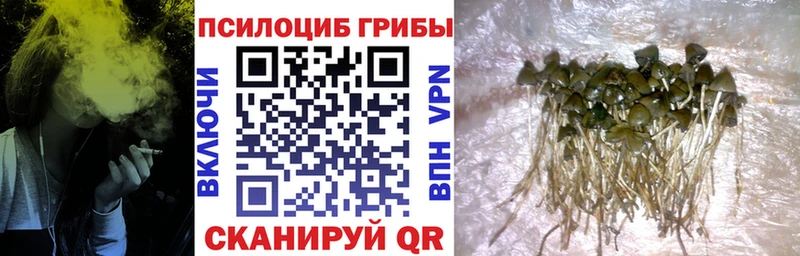Купить  Павловская  Галлюциногенные грибы мицелий 